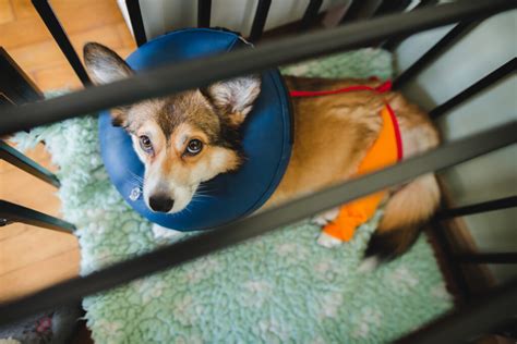 Post-Surgery Recovery: 12 Ideas For Keeping Your Dog Happy And ...