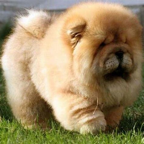 Chow Chow Puppy Images & Pictures - Becuo