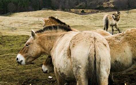 Cave paintings come to life | Przewalski's Horses, the only … | Flickr