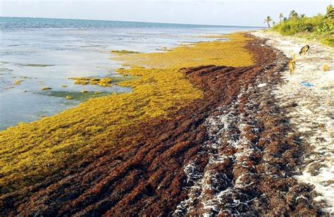 Sargasso Sea – "OCEAN TREASURES" Memorial Library