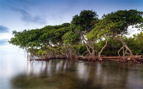 Mangrove Wallpapers - Top Free Mangrove Backgrounds - WallpaperAccess