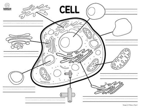 Animal Cell Worksheet - Superstar Worksheets