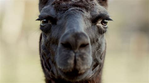 Coronavirus: Could a llama hold the key to treating COVID-19? | World ...