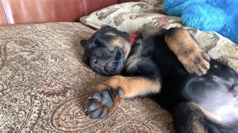 Baby Rottweiler Puppy Sleeping | Cute Rottweiler Puppy Video!! - YouTube