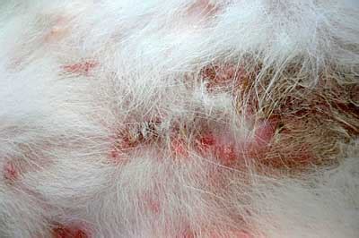 A winter occurrence of Harvest Mite Infestation - DermaVet