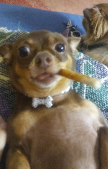 Chihuahua smoking cigar dog Blank Template - Imgflip