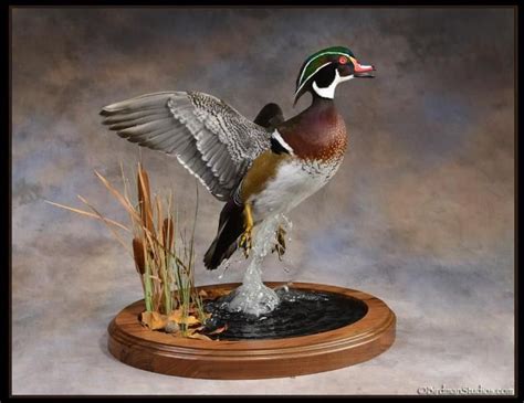 Wood Duck Mount Ideas - IDEASWF