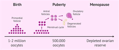 Ovarian-reserve-study-faq