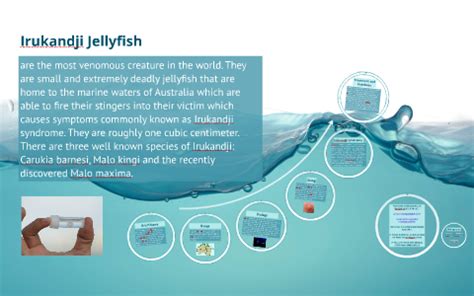 Irukandji Jellyfish by Tiana Harb on Prezi