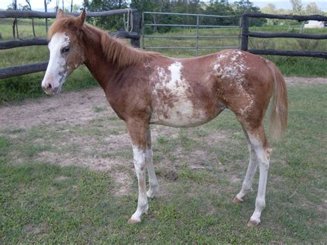 Sabino 1 (heterozygous) Paint Horses, Horse Painting, Somatic Mutation, Horse Coloring, Brindle ...