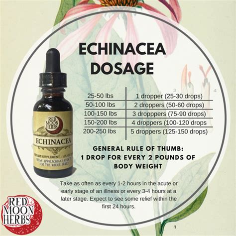 Echinacea (Echinacea purpurea/angustifolia) Herbal Extract – Red Moon Herbs