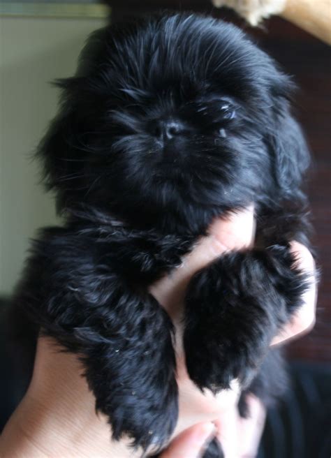 Our Chanel, sweet Shih Tzu puppy! | Cute dogs, Shih tzu puppy, Shih tzu dog