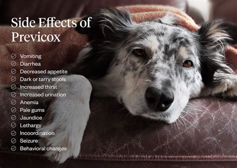 Previcox For Dogs (Uses, Side Effects & Dosage) | Dutch