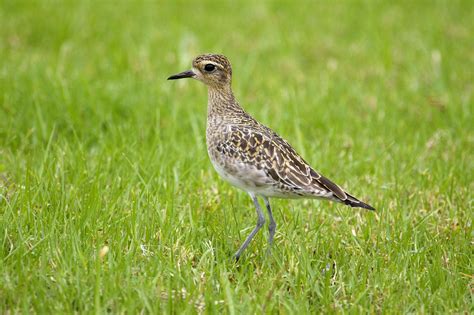 John Kormendy: Hawaii Birds