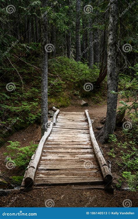 Rickety Wooden Bridge Over Ravine in Forest Stock Image - Image of rickety, portrait: 186140513