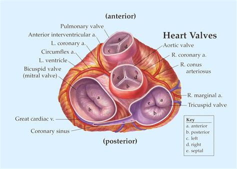 Biology Diagrams,Images,Pictures of Human anatomy and physiology : Heart Valves