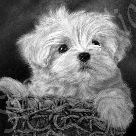 Maltese Dog Sketch at PaintingValley.com | Explore collection of ...