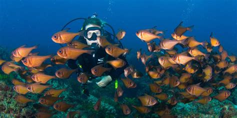 Dolphin Scuba Diving - Perth, Australia | Surface Interval