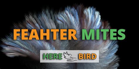 Feather Mites Treatment in Birds: Causes, Remedies & Prevention