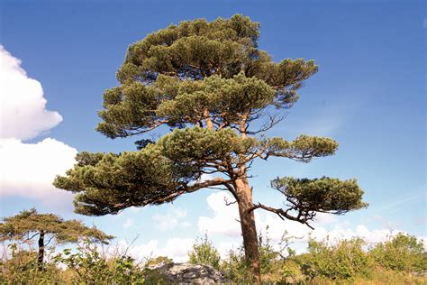 Scots Pine Pinus Sylvestris Burren - Free photo on Pixabay - Pixabay