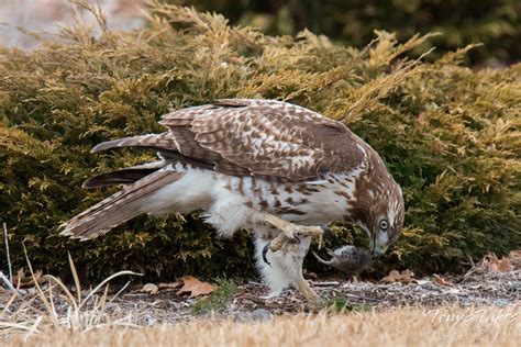 Juvenile Red-tailed Hawk catches its lunch | Tony's Takes Photography