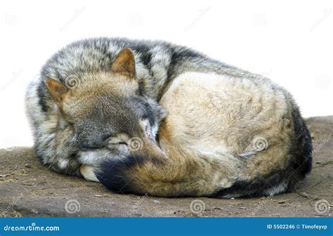 Sleeping wolf stock photo. Image of fauna, wolf, mammal - 5502246