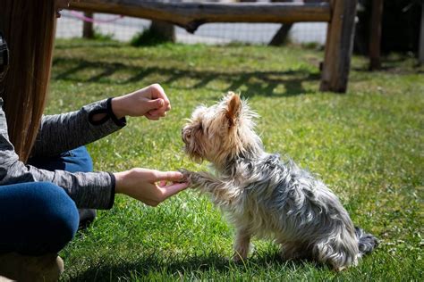 How To Groom A Yorkie Face? 5 Grooming Tips + 4 Top Hairstyles