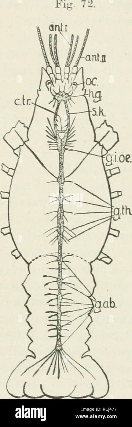 Stomatopoda nervous system hi-res stock photography and images - Alamy