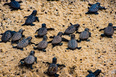 What Do Baby Hawksbill Sea Turtles Look Like