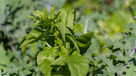 Four Signs Your Spinach Plant Is Bolting • Gardenary