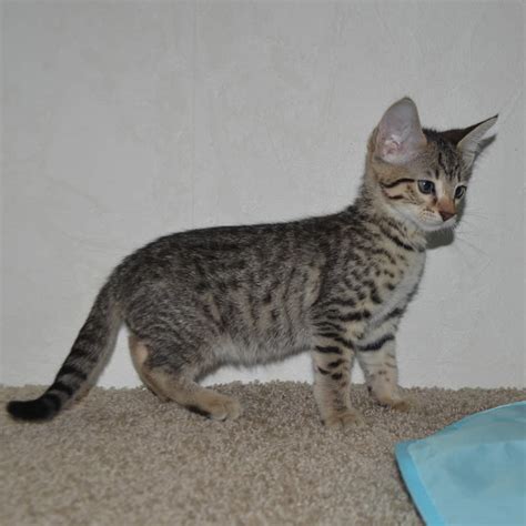 F5 Savannah Kittens Available Savannah Kittens for Sale Generation F5