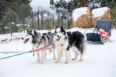 Sled dog breeds. Stock Photo by katrinasid | PhotoDune