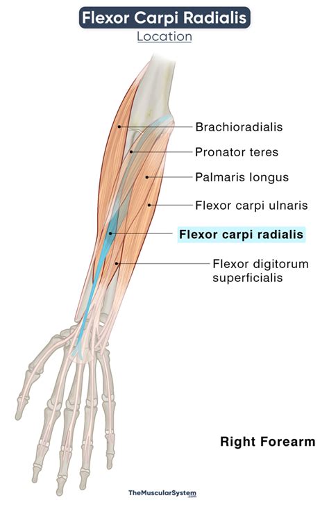 Flexor Carpi Radialis: Action, Origin, Insertion, Innervation