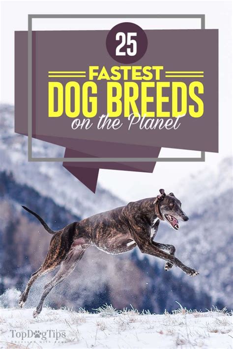 25 Fastest Dog Breeds On the Planet – Top Dog Tips