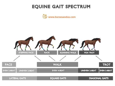 The “Ambling” Horse Gaits - Complete Guide - Horses and Us