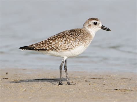 Black-bellied Plover, Nonbreeding | BirdForum