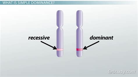 Dominant Allele In Science