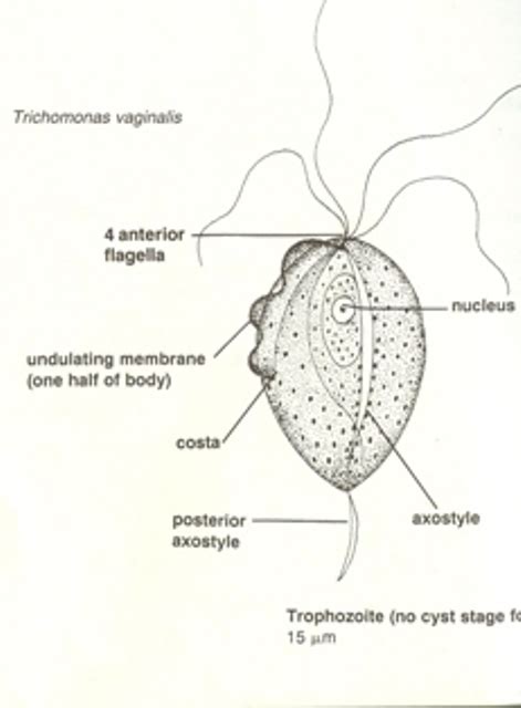 Trichomonas Vaginalis Under Microscope