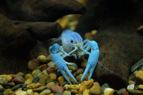 What’s the Value of a Blue Lobster?