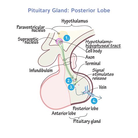 Physiology Glossary: Pituitary Gland: Posterior Lobe | Draw It to Know It