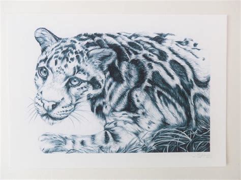 Clouded Leopard Drawing at PaintingValley.com | Explore collection of Clouded Leopard Drawing