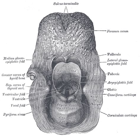 Glottis - wikidoc