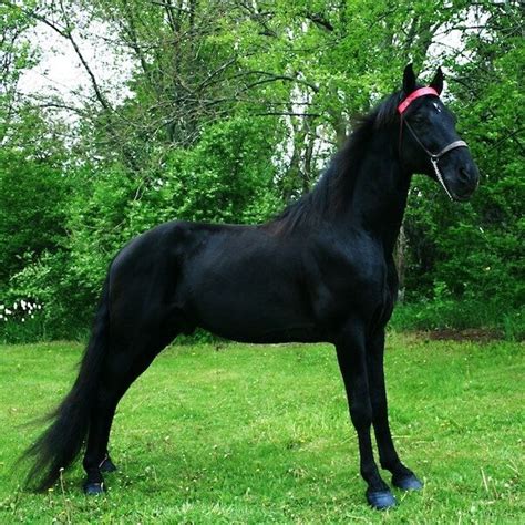 Tennessee Walking Horse - Tennessee Walking Horse Horses For Sale On ...