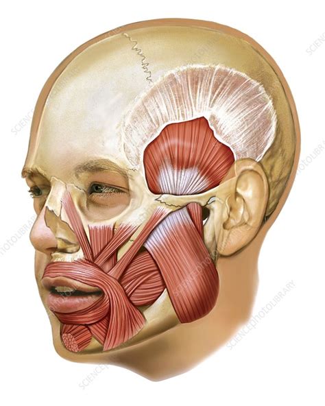 Masticatory muscles - Stock Image - C020/0371 - Science Photo Library