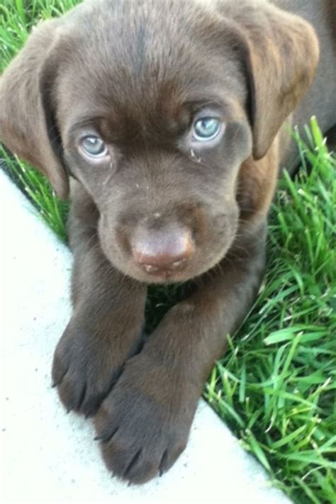 12 best Baby chocolate lab images on Pinterest | Chocolate labradors, Chocolate labs and Baby ...