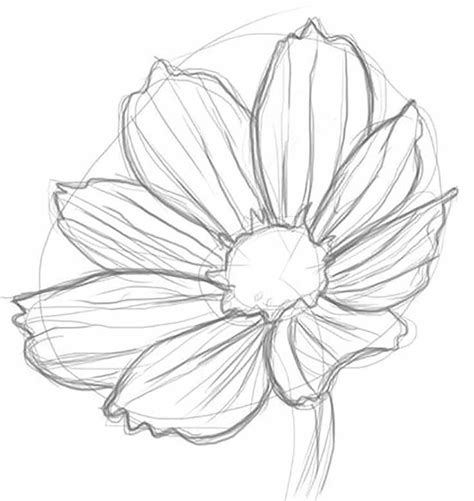 Daisy Flower Drawing, Realistic Flower Drawing, Beautiful Flower ...