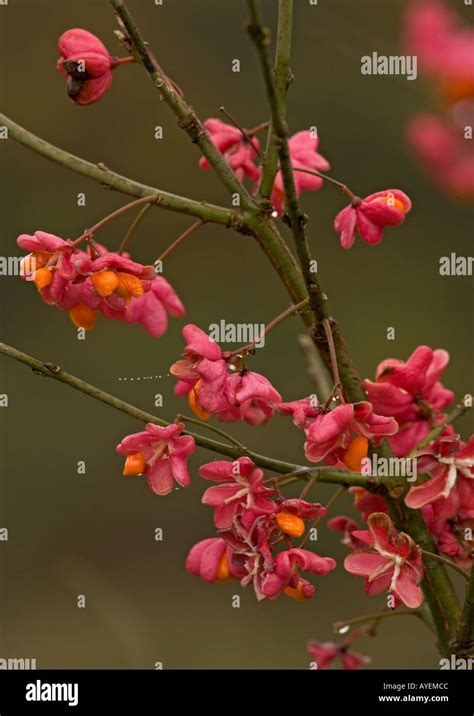 Euonymus berries hi-res stock photography and images - Alamy