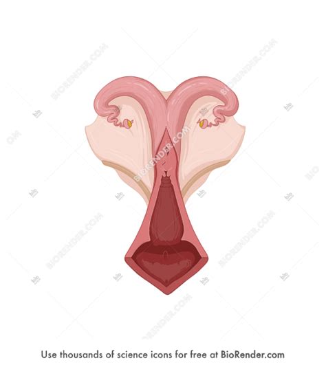 Free Cow uterus Icons, Symbols & Images | BioRender