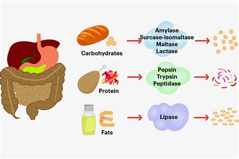 6 Benefits of Digestive Enzymes Can Help You to Lose Weight | DMoose