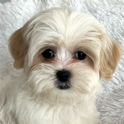 Malshi Puppy for Sale - Heavenly Puppies